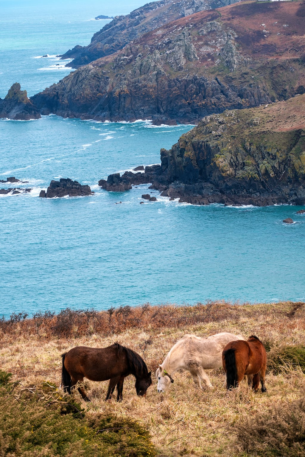 Wild ponies graze on National Trust land near Gurnard's Head in Cornwall, England.