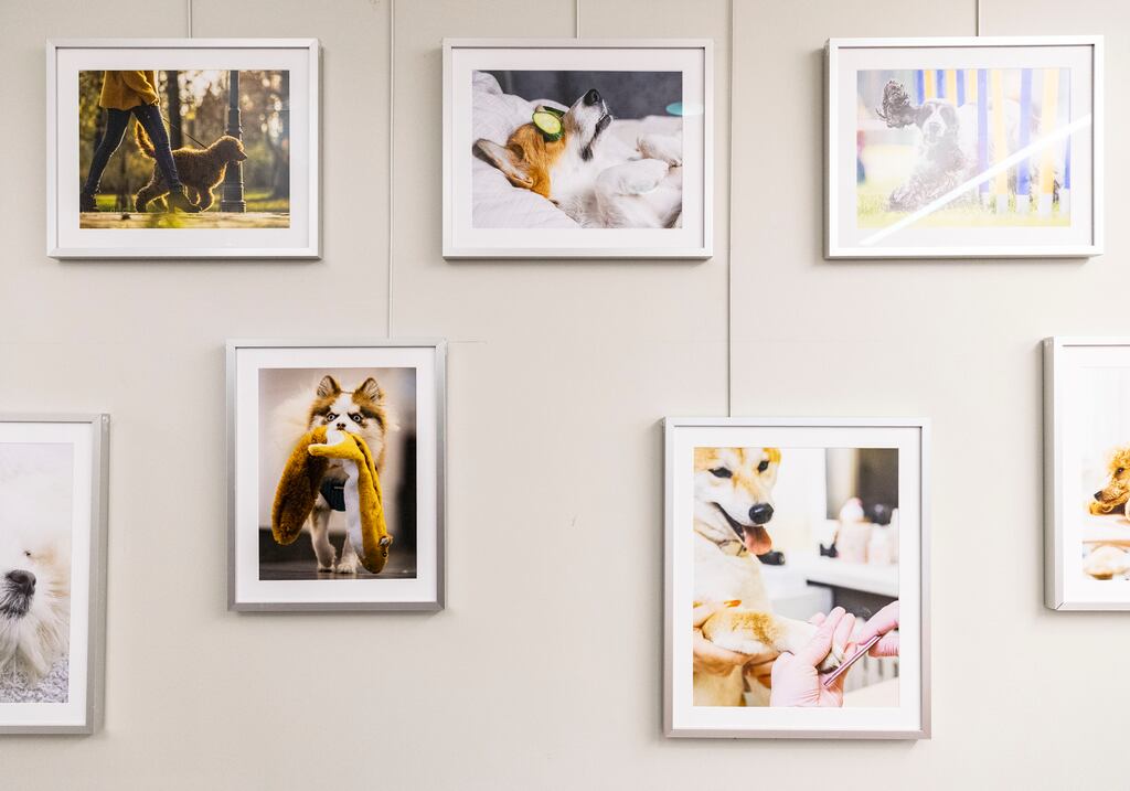 Club VIP is a pet day care and wellness spa in The Millennium Residences at Winthrop Center.