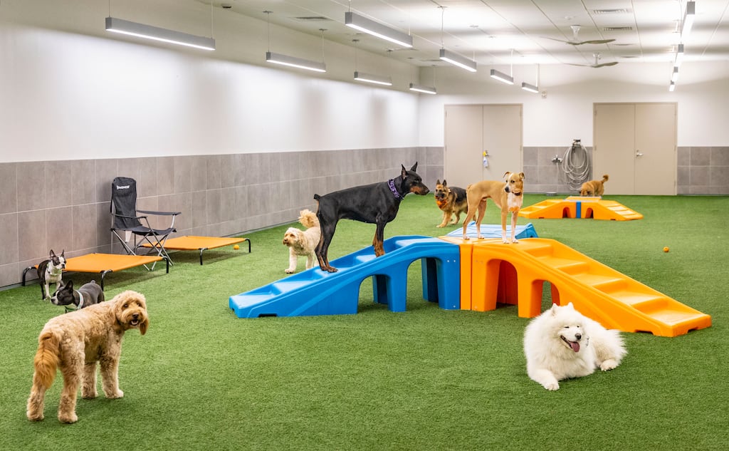 Club VIP is a pet day care and wellness spa in The Millennium Residences at Winthrop Center.